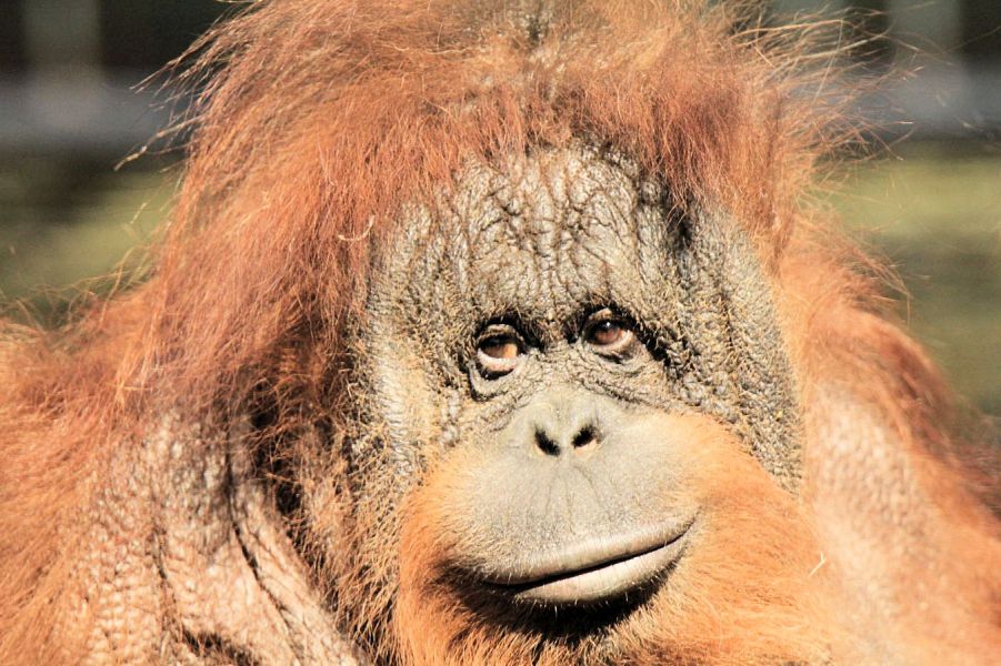Gdask - Zoo - orangutan