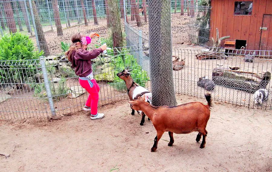 Powiatowa Bursa Szkolna - Canpol - Zoo - karmienie zwierzt